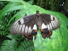 109 Kuranda Butterfly Sanctuary
